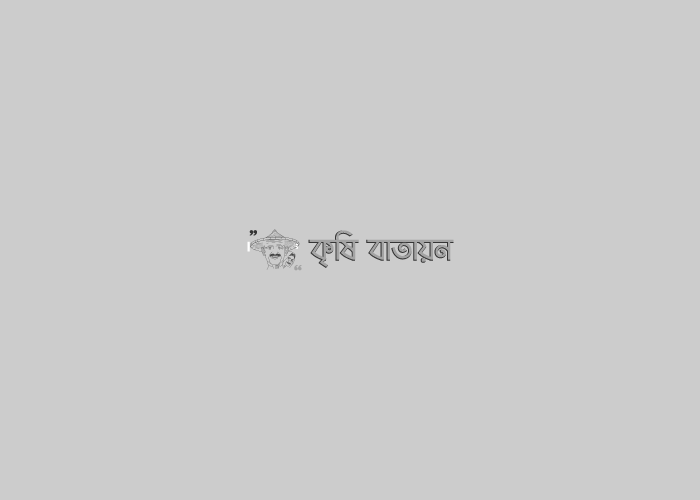 পেয়ারা চাষ কৌশল